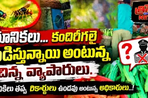 తూనీకలు… కందిరీగలై పీడిస్తున్నాయా?